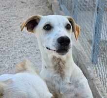 RUBEN, Hund, Mischlingshund in Italien - Bild 29