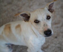 RUBEN, Hund, Mischlingshund in Italien - Bild 3