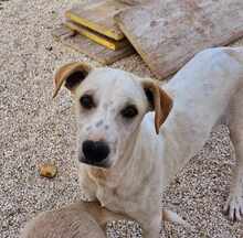 RUBEN, Hund, Mischlingshund in Italien - Bild 30