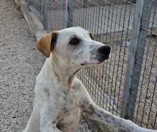 RUBEN, Hund, Mischlingshund in Italien - Bild 31