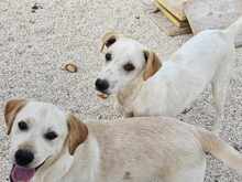 RUBEN, Hund, Mischlingshund in Italien - Bild 32