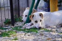 RUBEN, Hund, Mischlingshund in Italien - Bild 36