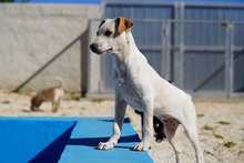 RUBEN, Hund, Mischlingshund in Italien - Bild 37