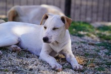 RUBEN, Hund, Mischlingshund in Italien - Bild 38