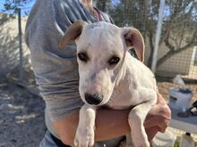 RUBEN, Hund, Mischlingshund in Italien - Bild 39