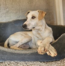 RUBEN, Hund, Mischlingshund in Italien - Bild 4