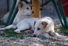 RUBEN, Hund, Mischlingshund in Italien - Bild 40