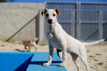 RUBEN, Hund, Mischlingshund in Italien - Bild 41