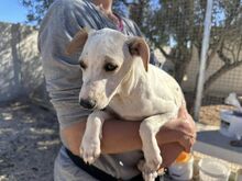 RUBEN, Hund, Mischlingshund in Italien - Bild 44