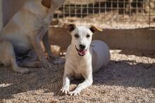 RUBEN, Hund, Mischlingshund in Italien - Bild 46