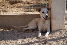 RUBEN, Hund, Mischlingshund in Italien - Bild 48