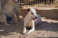 RUBEN, Hund, Mischlingshund in Italien - Bild 49