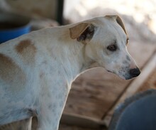 RUBEN, Hund, Mischlingshund in Italien - Bild 5