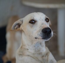 RUBEN, Hund, Mischlingshund in Italien - Bild 6