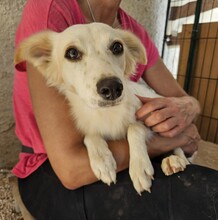 RUTH, Hund, Mischlingshund in Italien - Bild 1