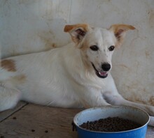 RUTH, Hund, Mischlingshund in Italien - Bild 10