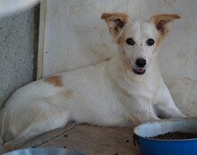 RUTH, Hund, Mischlingshund in Italien - Bild 12