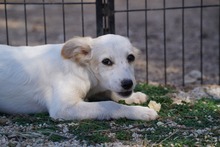 RUTH, Hund, Mischlingshund in Italien - Bild 27