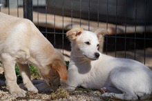 RUTH, Hund, Mischlingshund in Italien - Bild 28