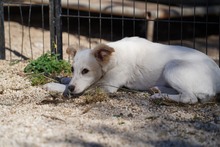 RUTH, Hund, Mischlingshund in Italien - Bild 30