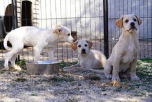 RUTH, Hund, Mischlingshund in Italien - Bild 34