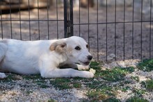 RUTH, Hund, Mischlingshund in Italien - Bild 35