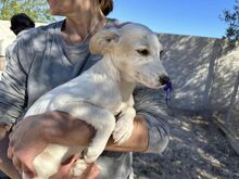 RUTH, Hund, Mischlingshund in Italien - Bild 39