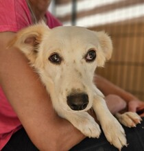 RUTH, Hund, Mischlingshund in Italien - Bild 6