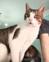 BOU, Katze, Europäisch Kurzhaar in München - Bild 3