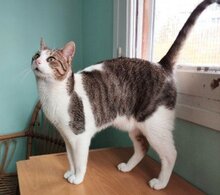 BOU, Katze, Europäisch Kurzhaar in München - Bild 4