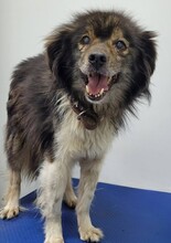GEPETTO, Hund, Mischlingshund in Rumänien