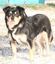 GERONIMO, Hund, Mischlingshund in Rumänien