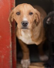 ORLA, Hund, Mischlingshund in Kroatien