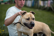 RUDI2, Hund, Mischlingshund in Ungarn - Bild 13