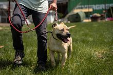 RUDI2, Hund, Mischlingshund in Ungarn - Bild 2