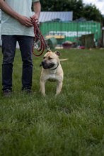 RUDI2, Hund, Mischlingshund in Ungarn - Bild 3