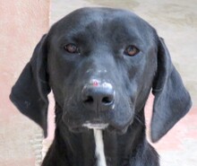 ZOLA2, Hund, Labrador-Mix in Zypern - Bild 1