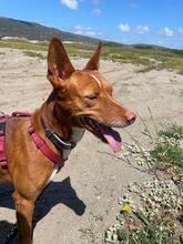 ELLIOT, Hund, Podenco in Leipzig - Bild 5