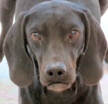 WALDO, Hund, Pointer-Mix in Zypern - Bild 1