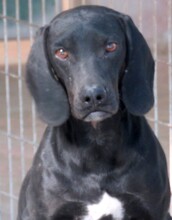 WALDO, Hund, Pointer-Mix in Zypern - Bild 3