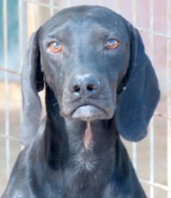 WALDO, Hund, Pointer-Mix in Zypern - Bild 6