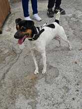 LUCKY, Hund, Bodeguero Andaluz-Mix in Spanien - Bild 3