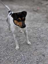 LUCKY, Hund, Bodeguero Andaluz-Mix in Spanien - Bild 5