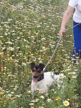 LUCKY, Hund, Bodeguero Andaluz-Mix in Spanien - Bild 8