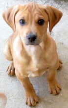 FORREST3, Hund, Jagdhund-Mix in Zypern - Bild 6