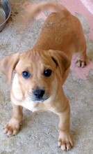 FORREST3, Hund, Jagdhund-Mix in Zypern - Bild 7