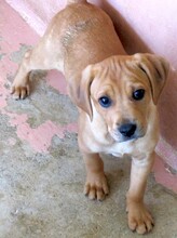 FORREST3, Hund, Jagdhund-Mix in Zypern - Bild 9