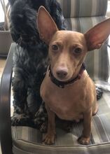 MOLLY, Hund, Podenco Maneto in Spanien - Bild 2