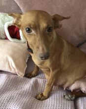 MOLLY, Hund, Podenco Maneto in Spanien - Bild 4