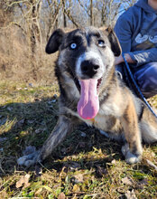 ELOWEN, Hund, Mischlingshund in Kroatien